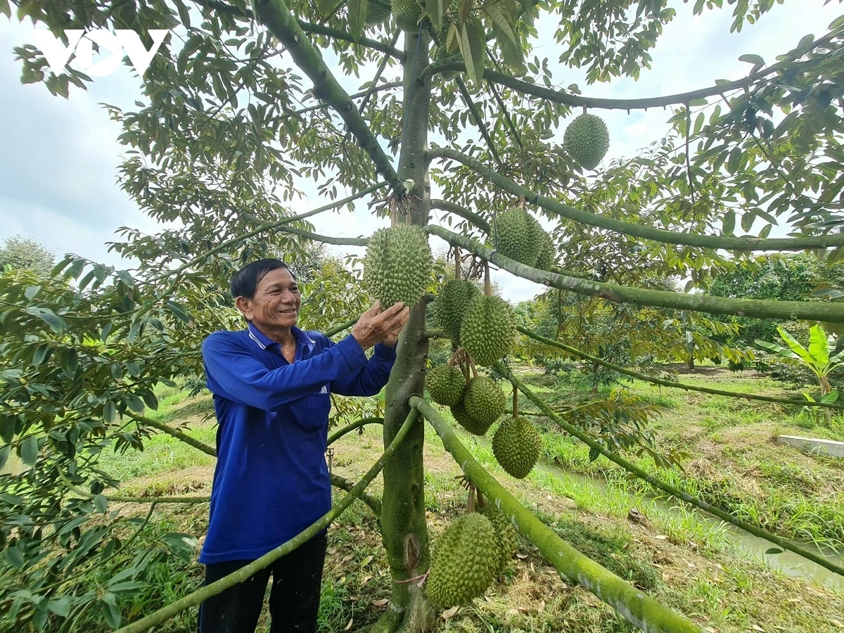 Phun durian ba mai jien mek tame glaong ka urang ngak nong Can Tho dalam rilo thun tapa
