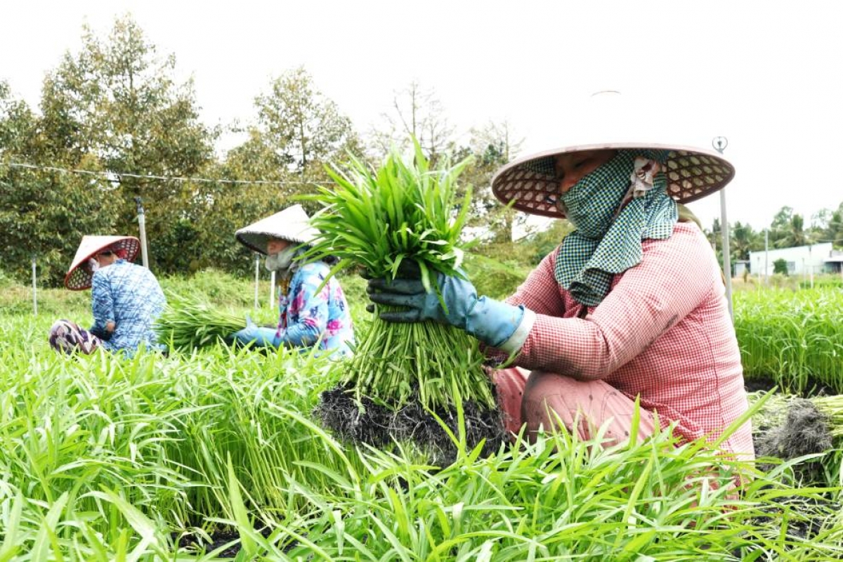 HTX di ong khik tani tanat patagok siam