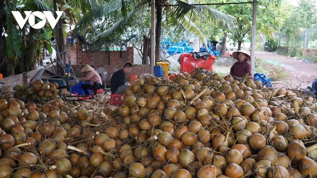 Phun li-u daok ba jien mek tame tani tanat ka urang ngak nong bhum palei di Tay Ninh.
