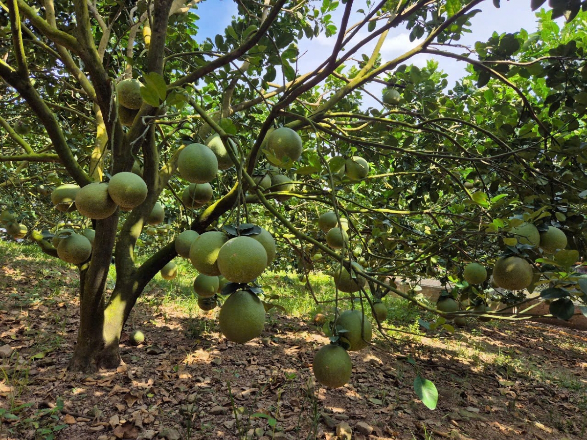 play bŭng ntô nđir