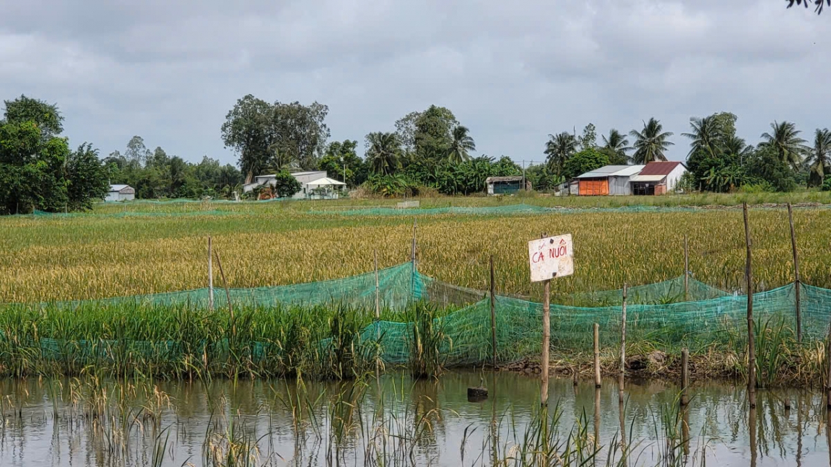 Cá giống sẽ được nông dân mua về nuôi dưỡng dưới mương sau đó sẽ lên ruộng sinh sống khi nước nổi về