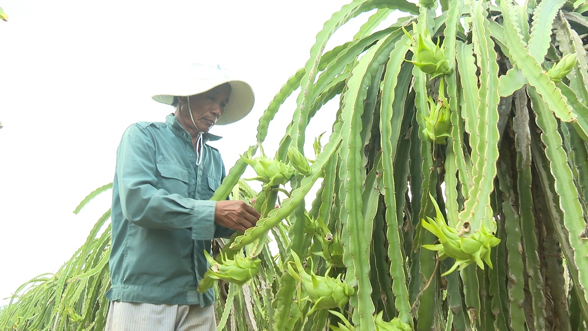 
Cau ling yau Đặng Kháng sơng ka sền gàr plai thañ long