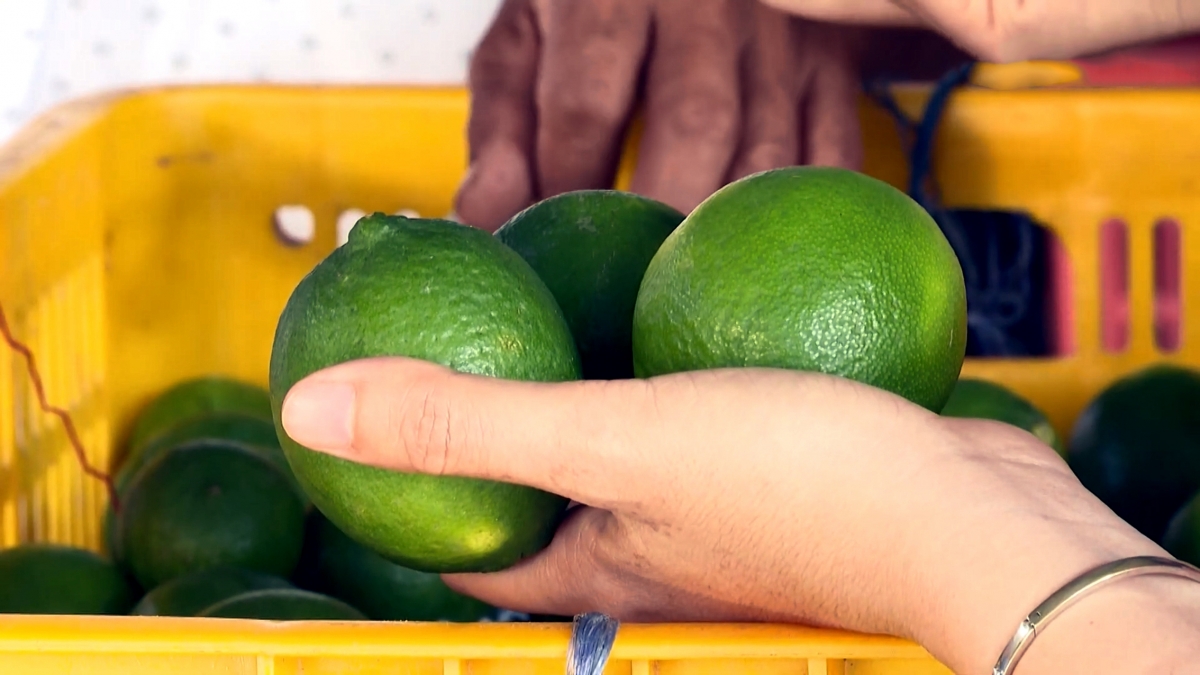 Chanh không hạt Vĩnh Long