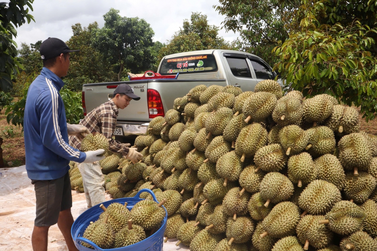 Dak Lak ai dâng 40.000 ha sầu riêng