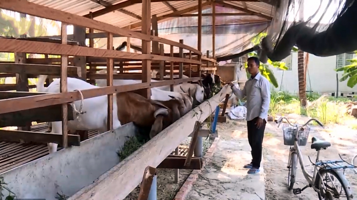 Đàn dê của anh Thạch Qui