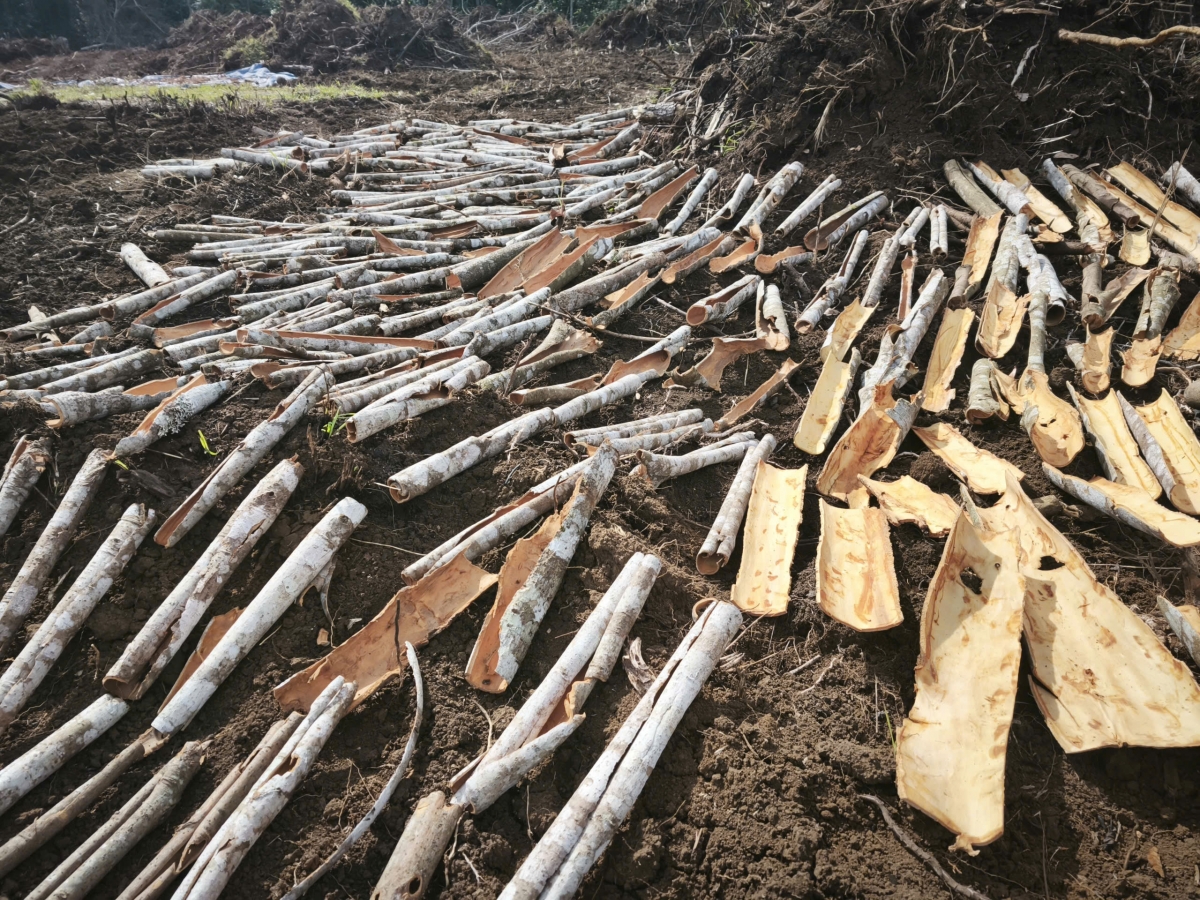  Kơđoh kuê̆ đơ̆ng rŏng kơ lak đei sơk pơgia hloi tơ̆ jih bri