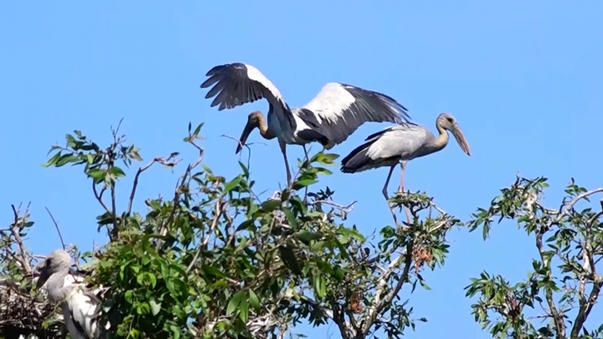 Hiện nơi đây có khoảng 20.000 cá thể thường xuyên lưu trú của 90 loài chim