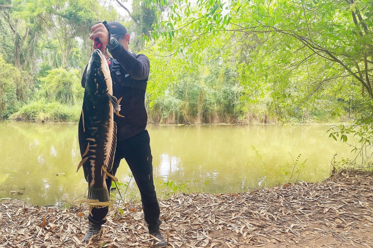 Các lóc bông- một loài cá bản địa được Khu du lịch bảo tồn