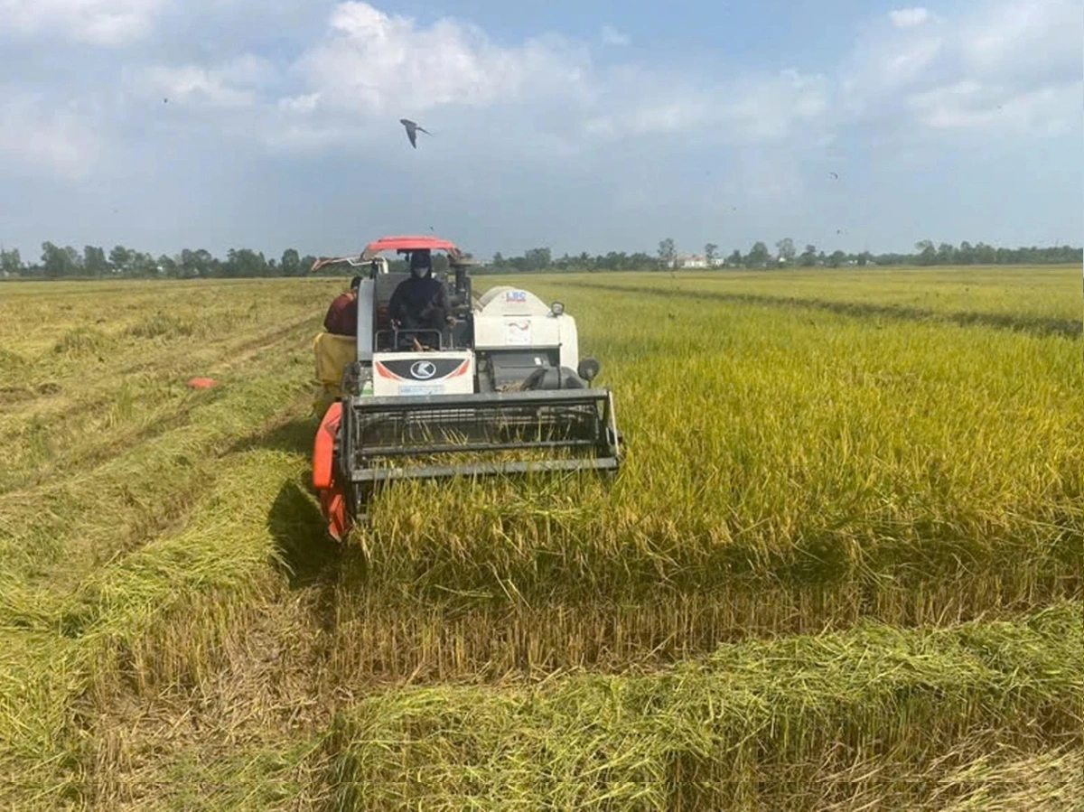 ​Patagok gah ngak nong karo kajap haong Sarak 1 trieu ha padai asar siam di bhum Taneran kraong Cuu Long