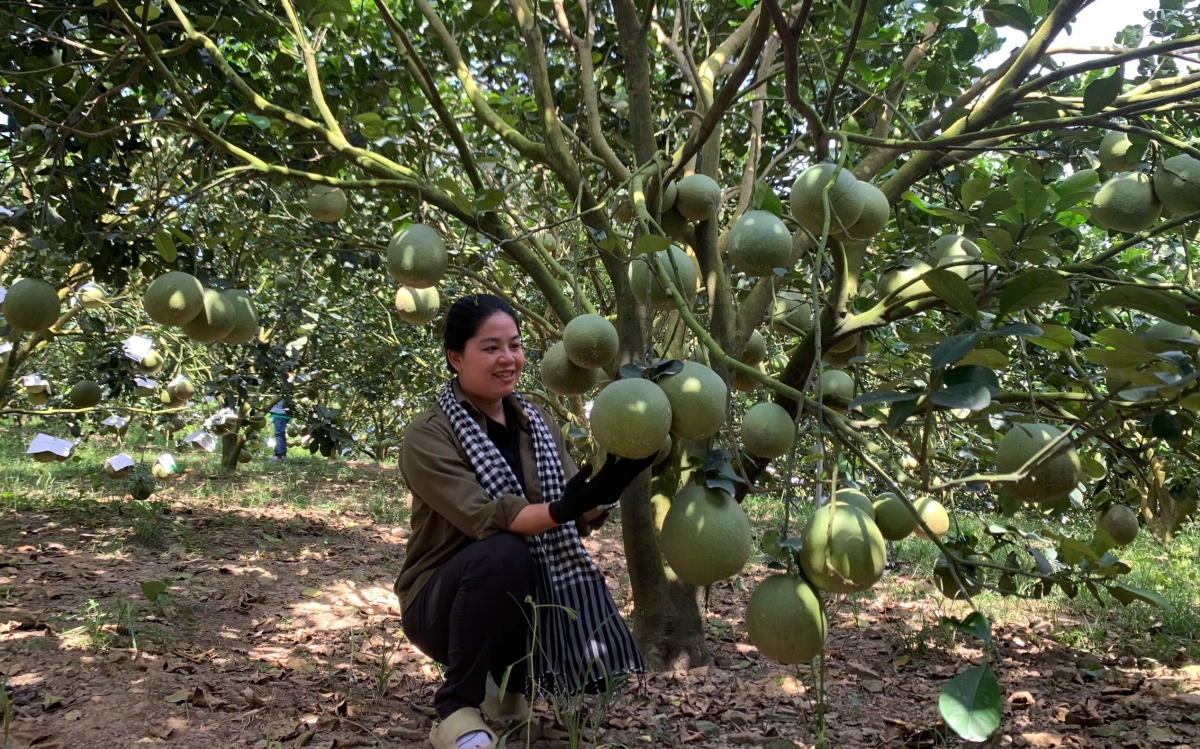 
Tơ̆ tơring groi kông dêh char Khánh Hòa hlôi đei lơ tơdrong jang hơdai kiơ̆ trong pơtăm ‘long sa plei