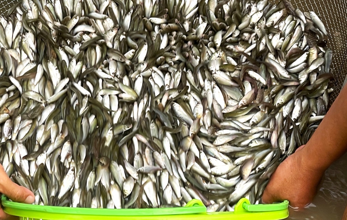 mùa nước nổi mang lại nhiều sản vật: cá linh, cá sặc, cá rô, cua đồng, rắn bông súng,…(cá linh non)