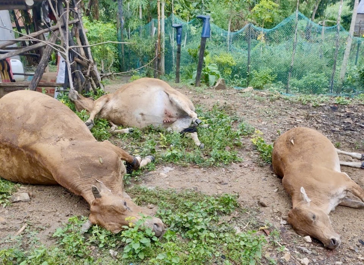 29 to ro a cheăm Tây Sơn hlâ ƀă tro têa mơhiu klêi kong mêi kân, têa lân lu