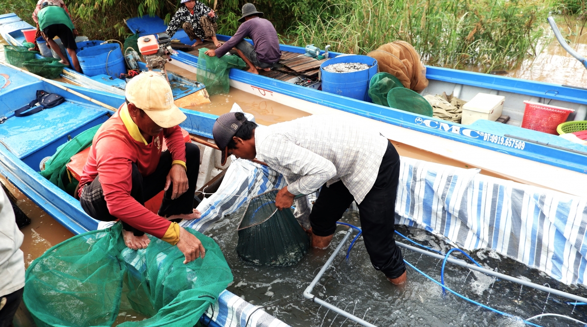 Người dân khắp nơi mang cá về Chợ cá đồng Kênh Ruột