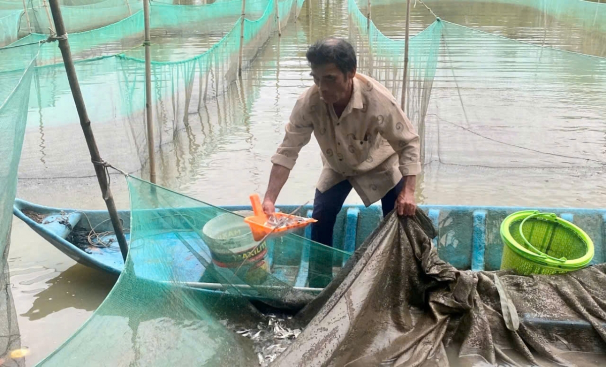 Nhiều cơ sở chuẩn bị nguồn cá giống dồi dào để cung ứng cho nông dân