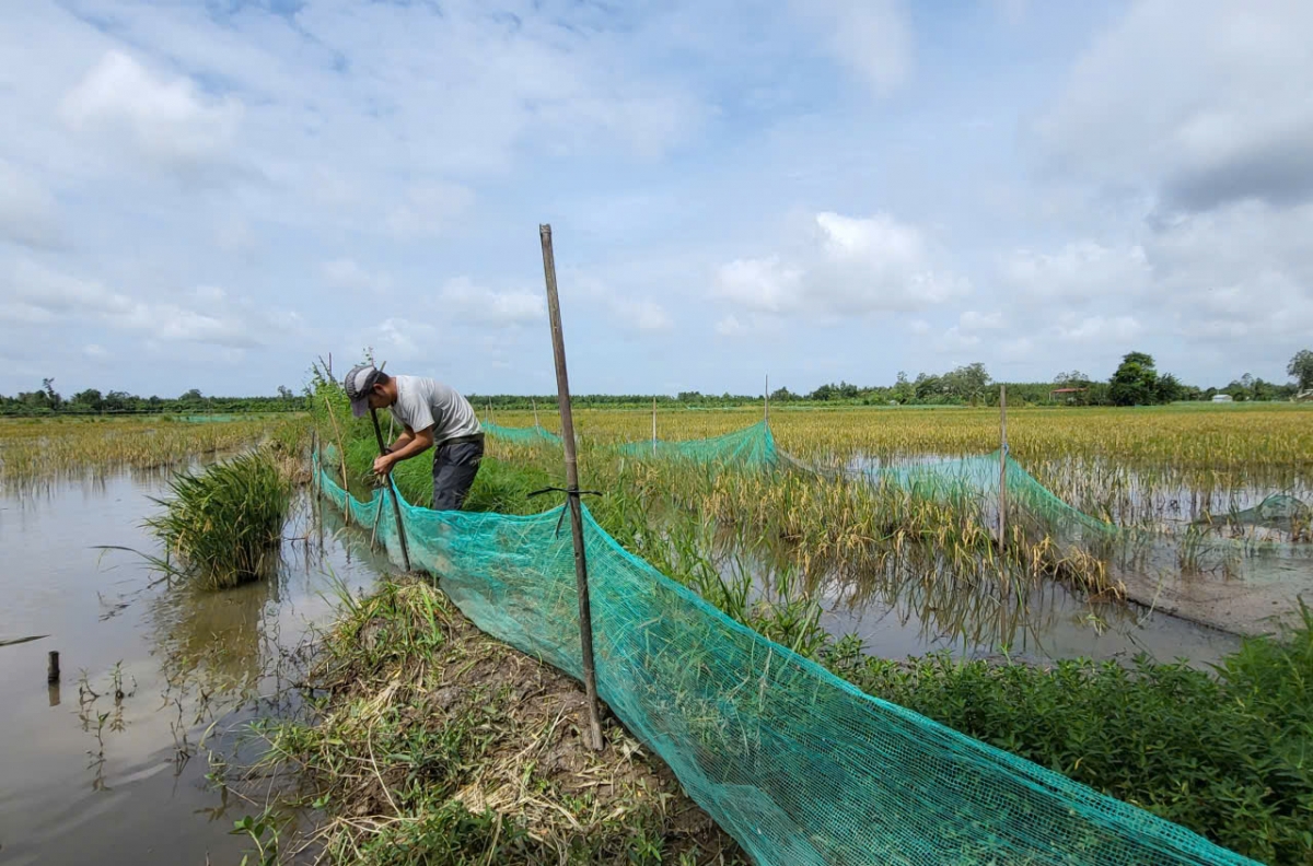 Nông dân bao lưới quanh ruộng của mình để giữ cá
