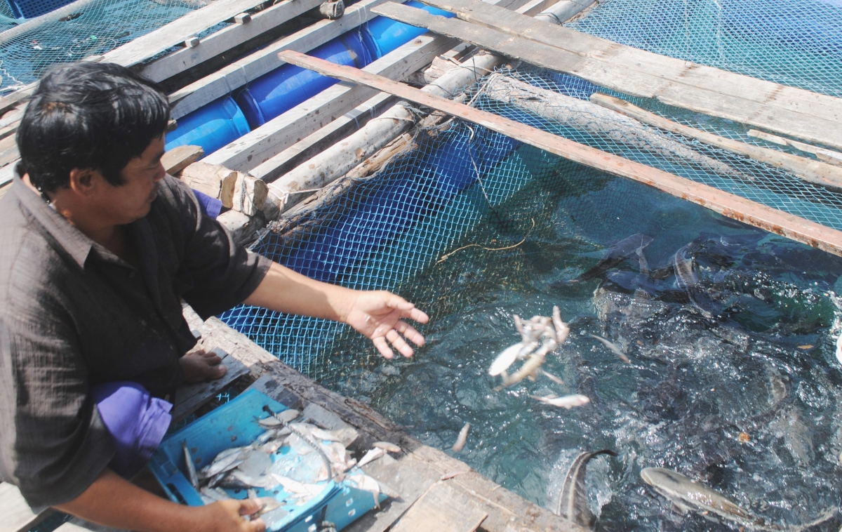 Nuôi cá bóp ở khu vực Hòn Chuối, Cà Mau