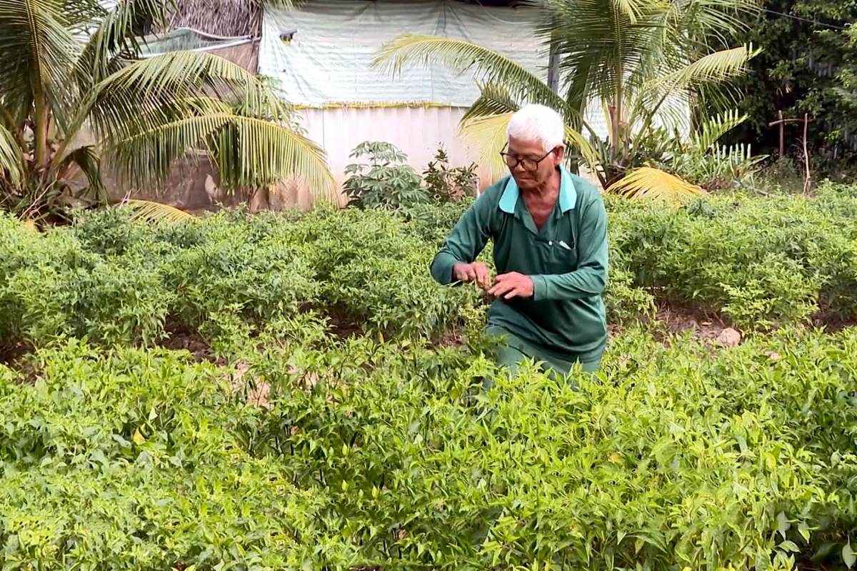 Ông Kim Dal với vườn ớt chuyển đổi từ lúa kém hiệu quả 2