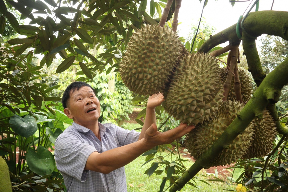 - Lê Đăng Minh, să Quảng Phú, čar Dak Lak mơak kyua đang boh durian mâo hnư hrui wĭt kjăp