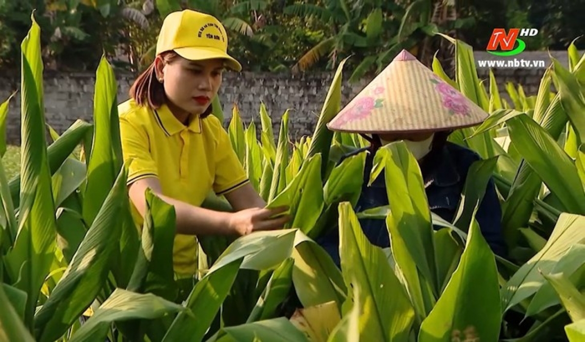 Chị Trịnh Thị Hòa, Phó Giám đốc HTX Sản xuất và tiêu thụ dược liệu Yên Sơn, hướng dẫn nông dân chăm sóc cây dược liệu - Ảnh: nbtv.vn