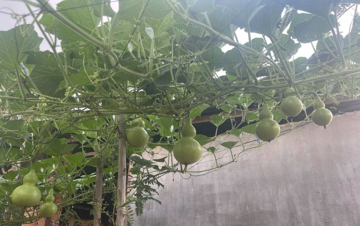 
Dra plai nhồng tàm suơn bơh kòn cau Tây Nguyên dê