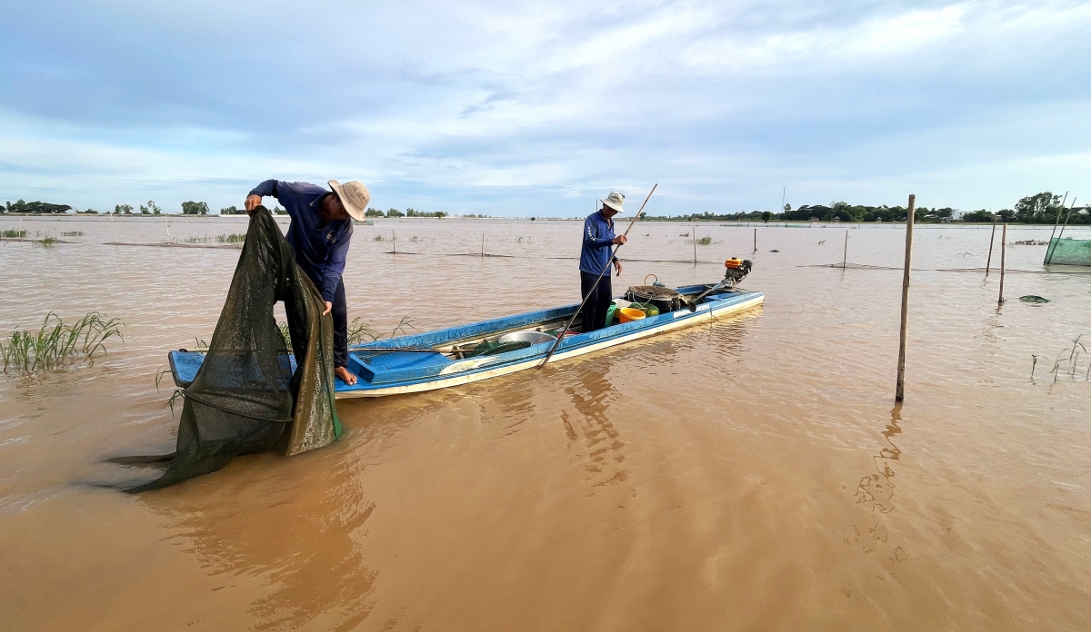 Tại các cánh đồng khu vực đầu nguồn của tỉnh An Giang, nước bắt đầu tràn bờ