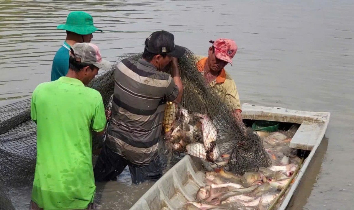 Thời gian qua, nông dân nuôi cá trên ruộng mùa nước nổi đều mang lại thu nhập cao hơn sản xuất vụ lúa Thu đông