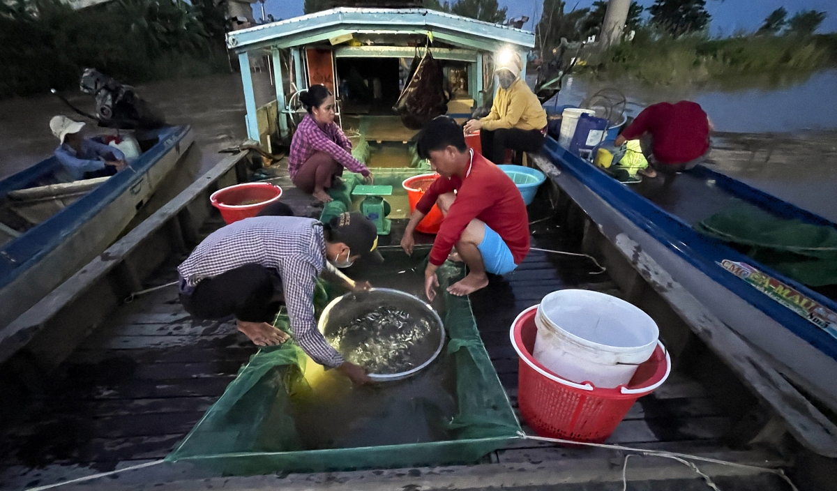 Thương lái thu mua sản vật mùa nước nổi tại Chợ cá đồng Kênh Ruột