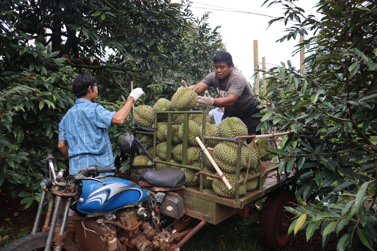 Khu ki roê vâ roê sầu riêng athế chêh inâi mơdró kơvâ cheăng ai tŭm tơdroăng pơkâ