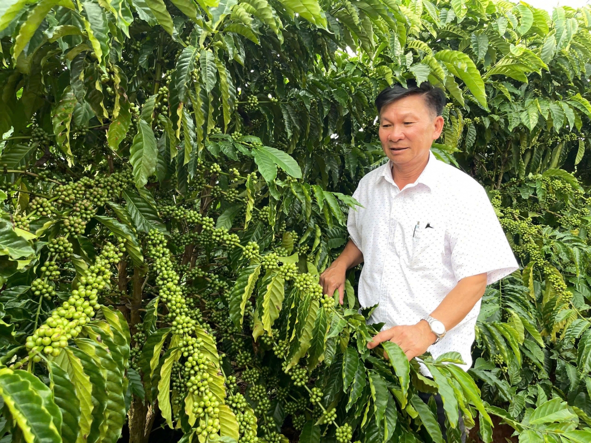 Đang kơphê pla phrâo, mơboh lu biă