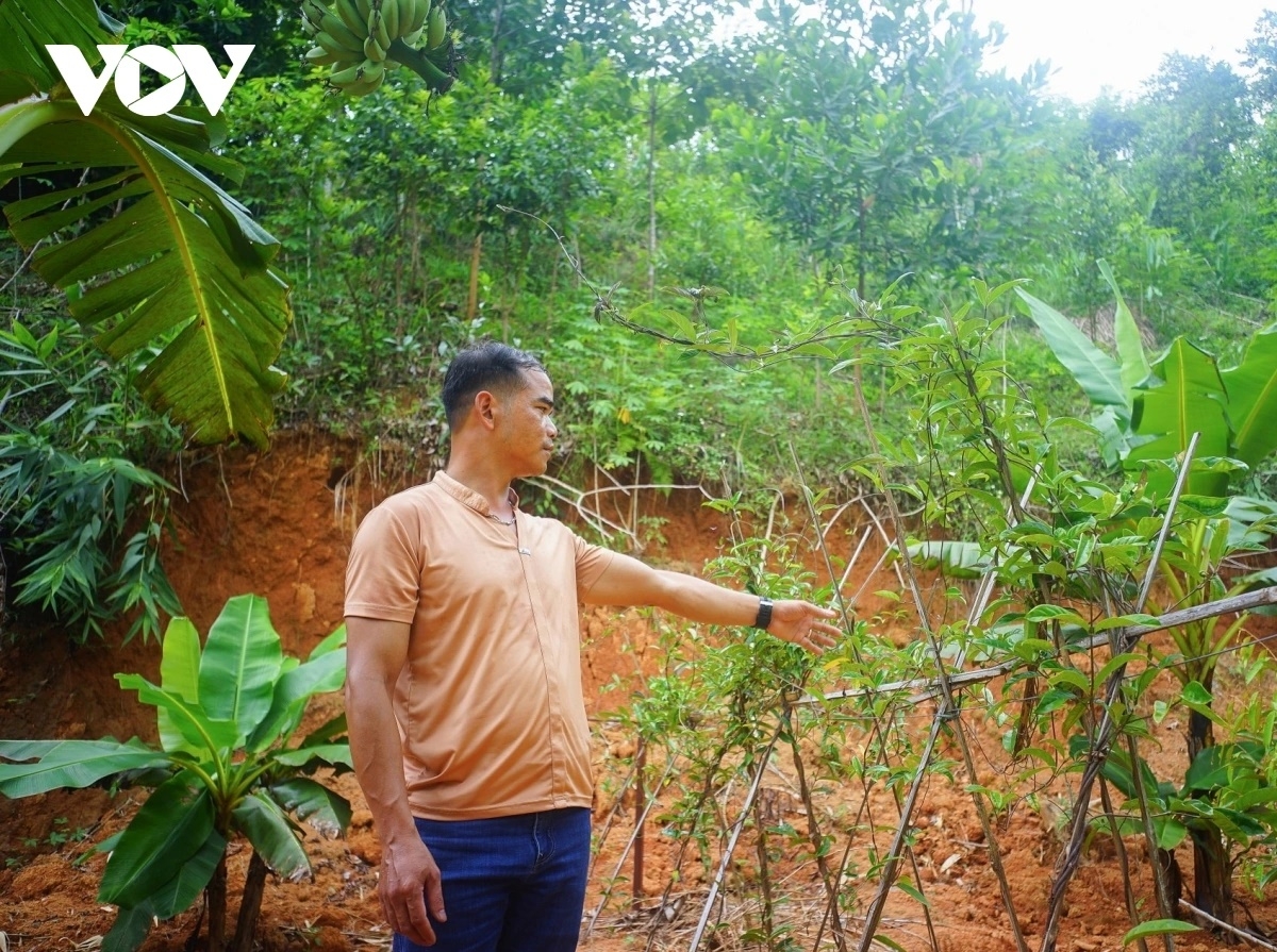 Mô hình sản xuất kết hợp vườn-rừng của ông BNướch Ngang 