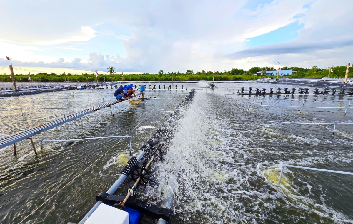Mô hình nuôi tôm thẻ thâm canh tuần hoàn ít thay nước đã thí điểm thành công trên 100ha và sẽ được nhân rộng ra 1.500ha