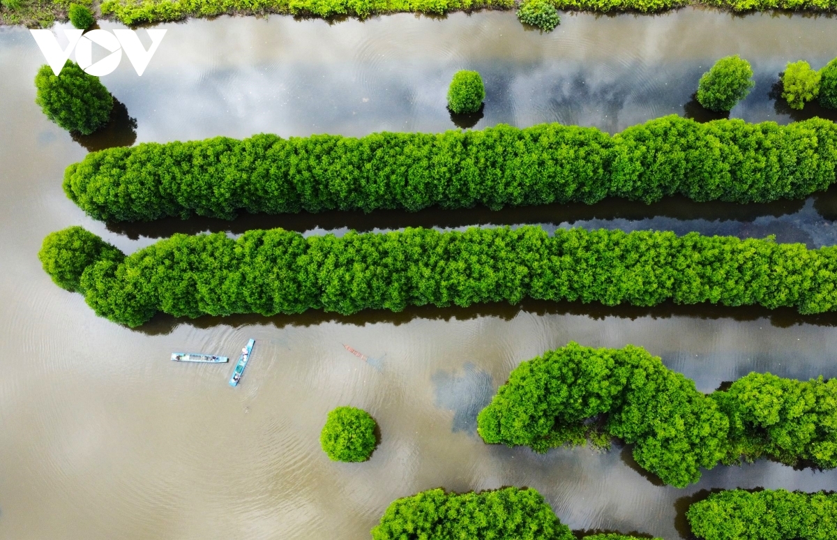 Nuôi tôm sinh thái, bán tín chỉ carbon là một hướng phát triển ngành tôm Cà Mau