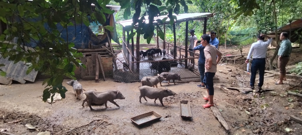 Người dân vùng cao Đà Nẵng pthay đổi cách làm kinh tế từ chăn nuôi, trồng trọt