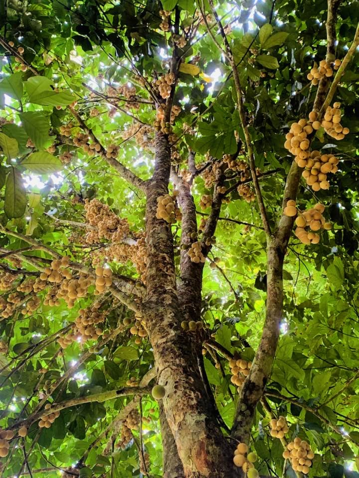 Cây Bòn bon của bà con Cơ Tu ở miền núi Đà Nẵng 