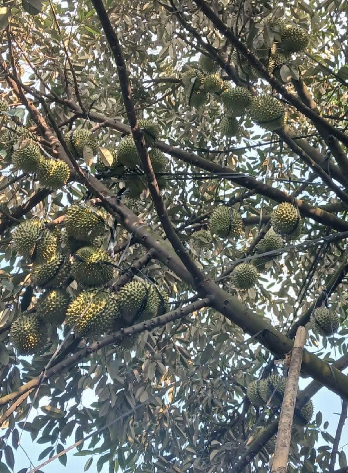 Nông dân xã Sông Kôn trồng các loại cây ăn quả mới cho kinh tế hơn