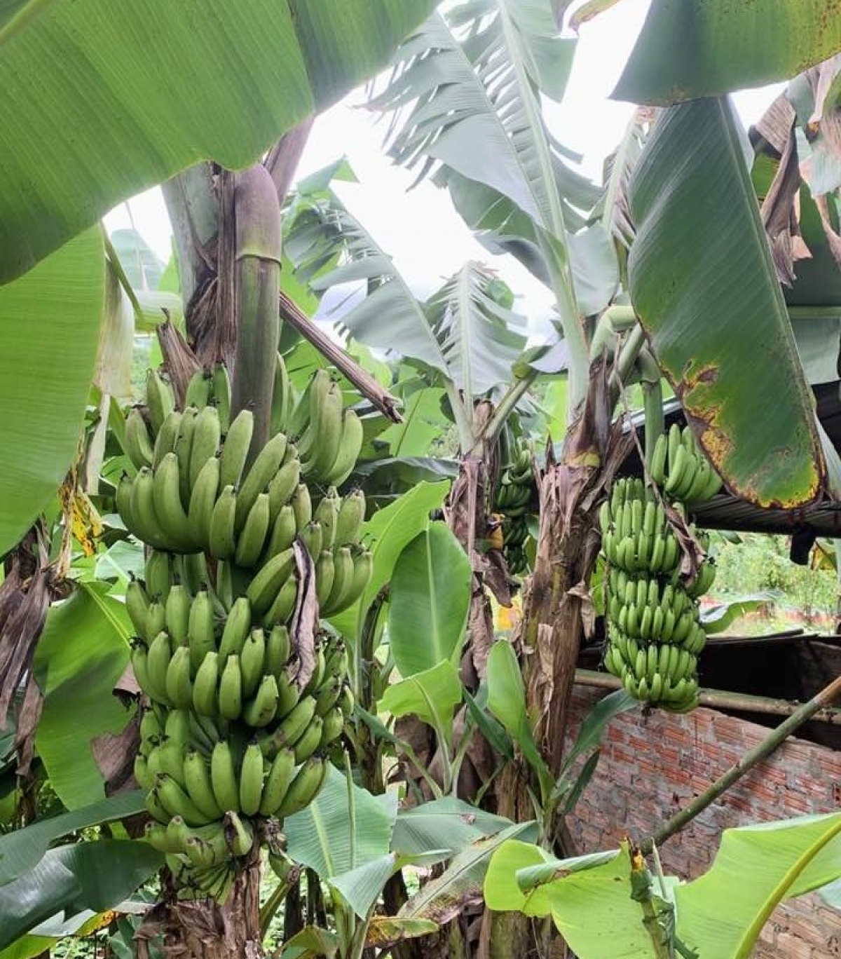 Ngoài chăn nuôi, gia đình anh Cơ Lâu Ba còn phát triển kinh tế vườn, rừng