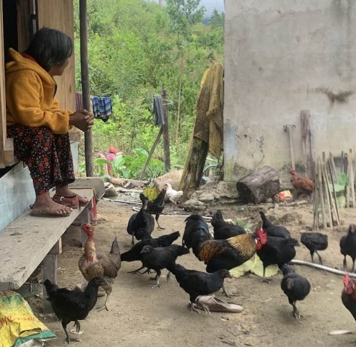 Bà con miền núi Sông Kôn dần biết làm kinh tế từ chăn nuôi, trồng trọt 