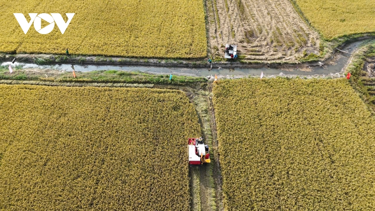 An Giang ngak padai ralo Tứ Giác Long Xuyên 