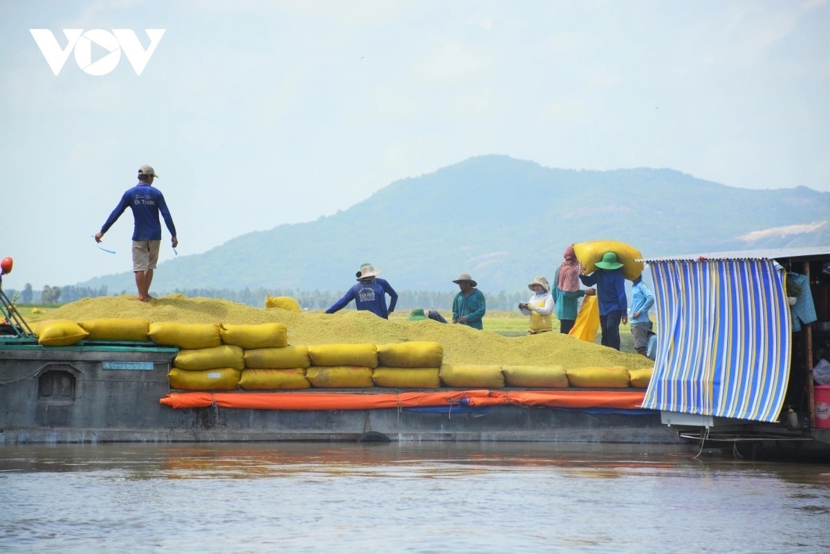 Danak dak Patagok karo kajap 1 trieu ha padai asar siam, tathuak nerak biar pagam haong cakrok patagok hijao bhum taneran kraong Cuu Long, pamaong tal thun 2030 hu labaih 351.000 ha
