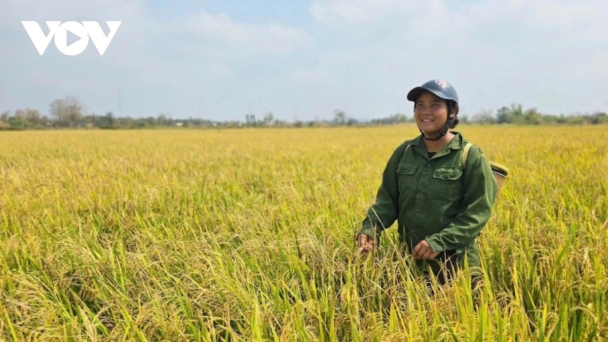 Mblang hamu padai xa Ia Mơ