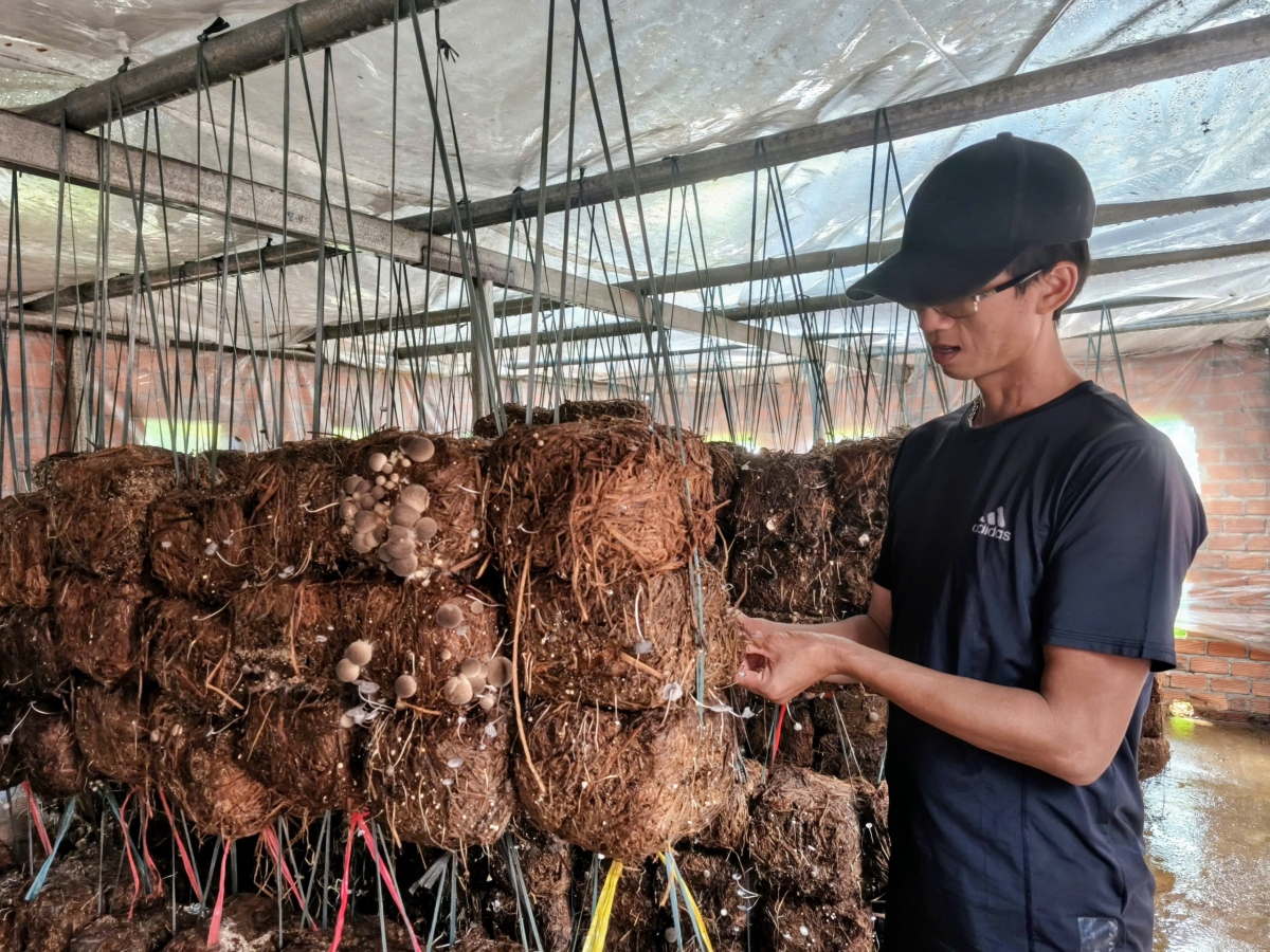 Ngoh Dương Huỳnh Linh hnêi xo dêi kơxêt