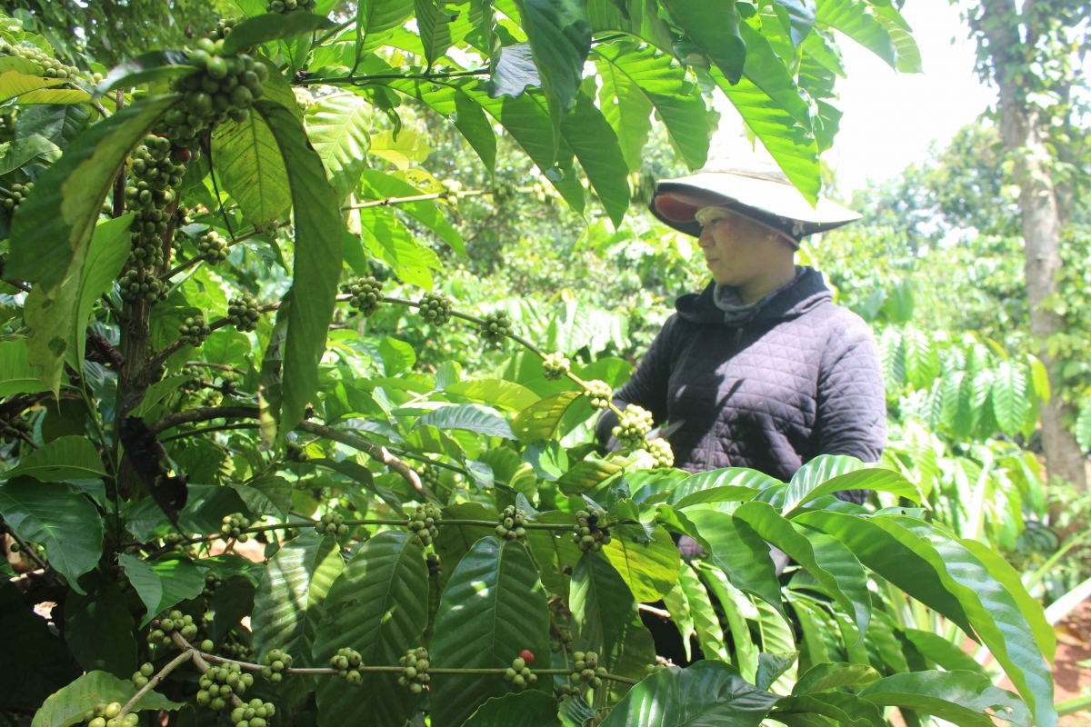 
Kon pơlei jang chŭn mir Đắk Lắk vei lăng cheh phe rơgoh