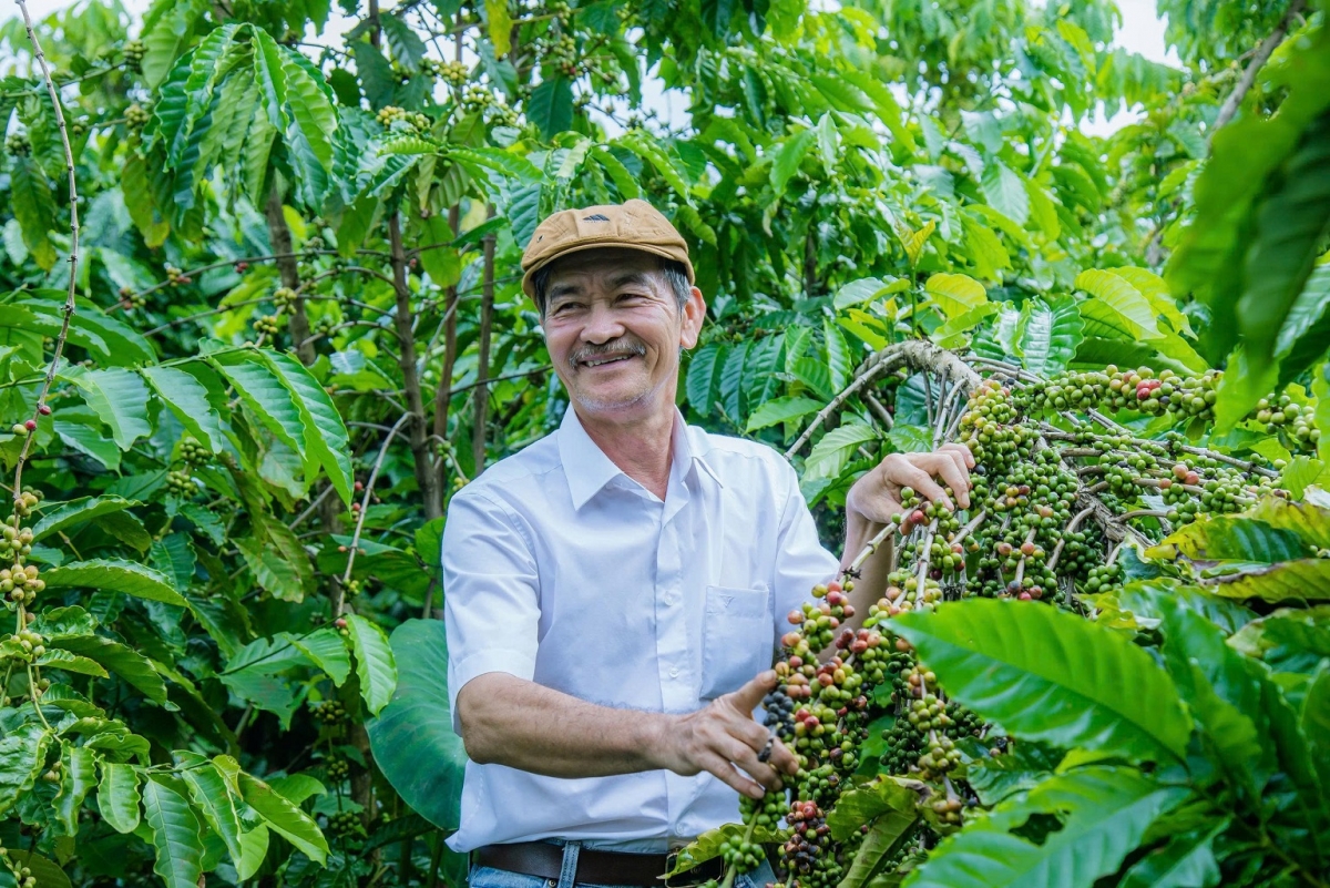 -  Hnơ̆ng mâo boh kphê ti đang kphê Nguyễn An Sơn kah knar 5,5 ton kphê asăr, đĭ 1,5 blư̆ mkă hŏng hdră pla đưm