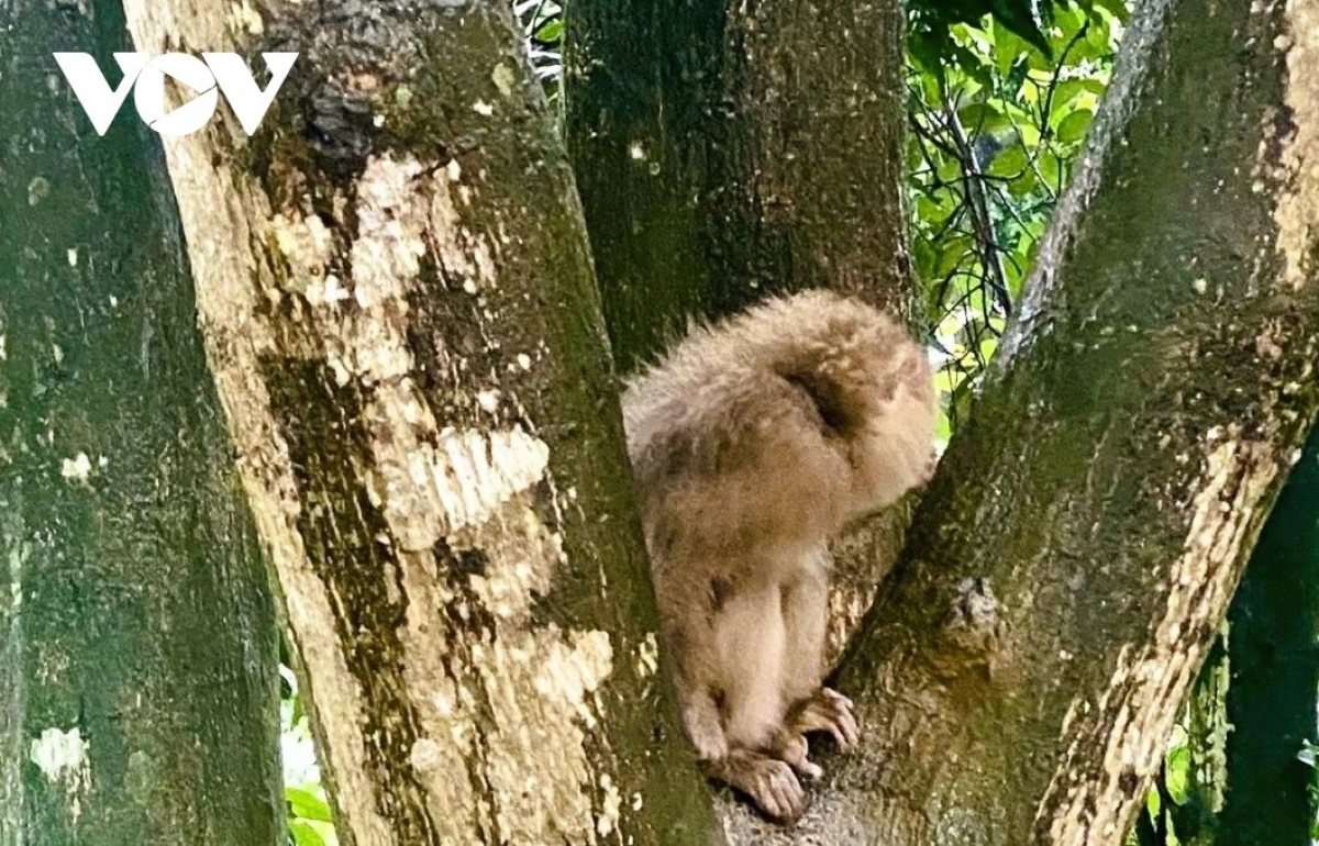 Khỉ đuôi lợn (Macaca leonina).