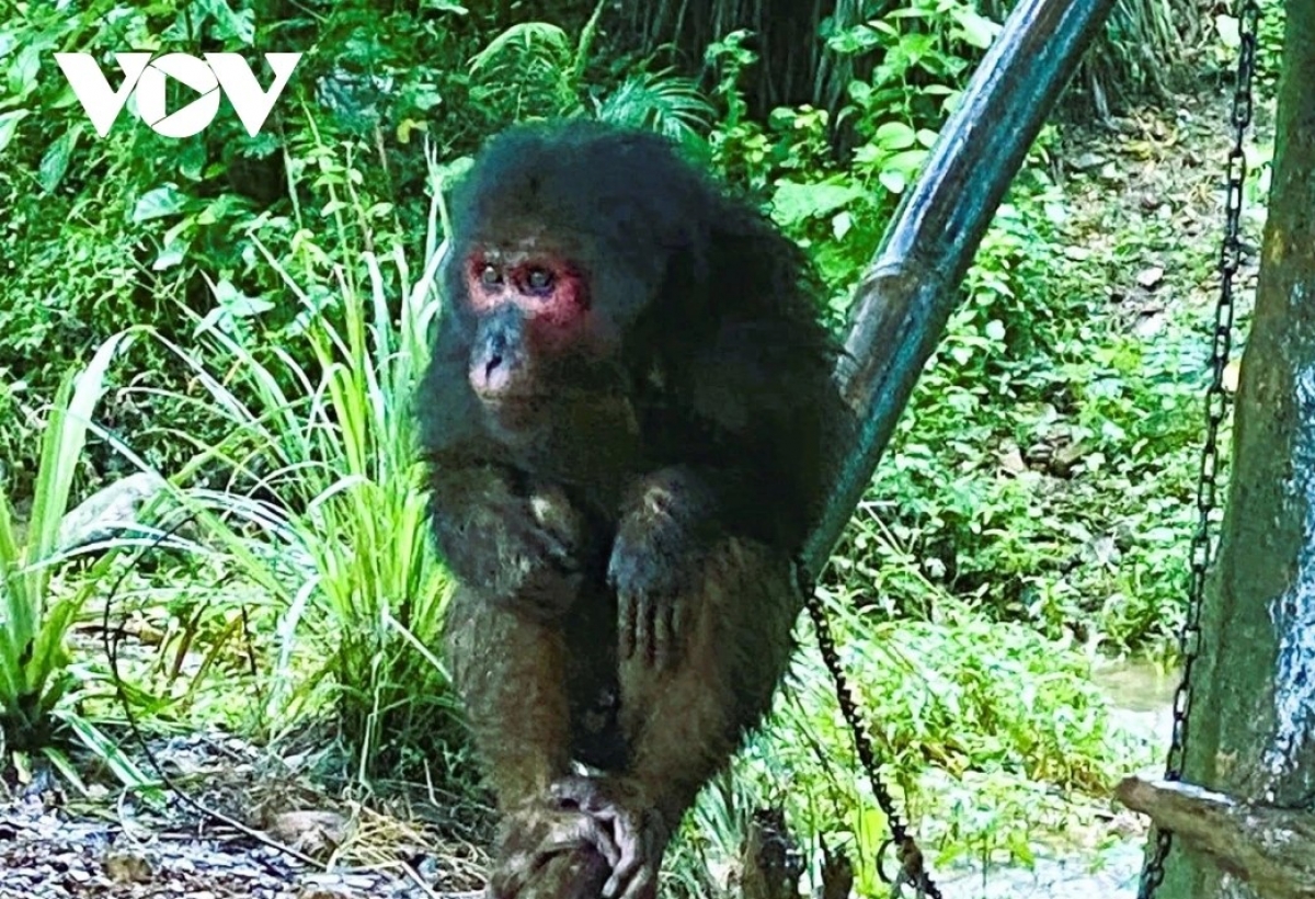 Khỉ mặt đỏ (Macaca arctoides).
