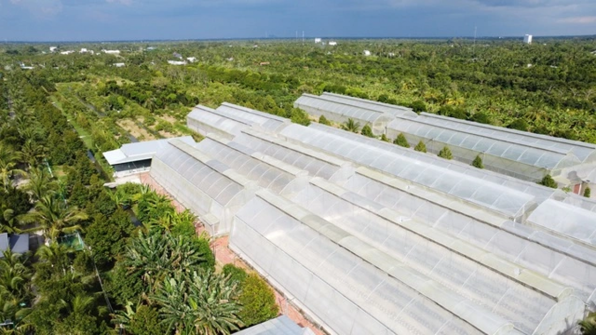 Labik pala tamun ia ilamo kong nghe glaong di amuk Trần Thị Út hu taneh praong labaih 8 ha