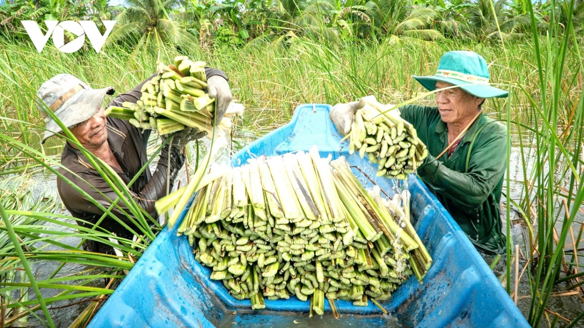 Urang ngak nong xa Khánh An hu jien mek tame meng pala mbon mbon salih ka phun padai.