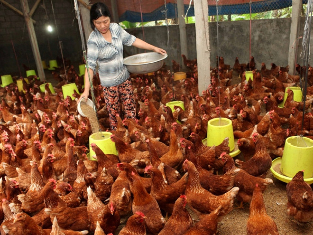 Rilo baoh sang patruh kathaot meng jien brei mesraiy.