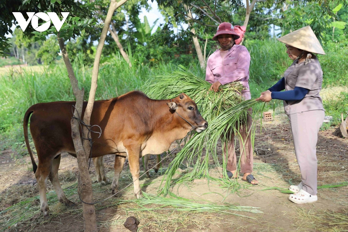 Sa-ai kamei Rah Lan H’Yuất (aw bhong) raong glang limo siam lagaih, ba mai siam lagaih tani tanat daong baoh sang patruh kathaot
