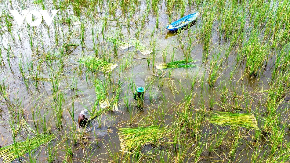 Phun mbon mbon jeng sa gai kandeih di urang bhum taphia glai U Minh Hạ.